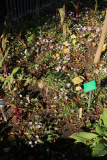 Cyclamen hederifolium RCP10-2015 (4).JPG